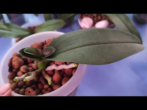 Видео: 28.06.21.была ОРХИДЕЯ.. остался пень..