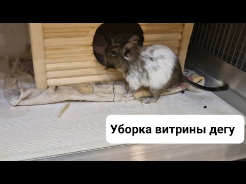 Видео: Уборка витрины у дегу (регулярная, еженедельная)