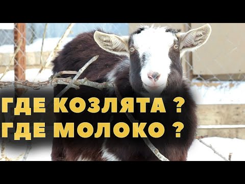 Видео: Возможная причина козьих неудач