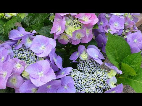 Видео: Как укрыть крупнолистную гортензию на зиму? Какие страшнее для нее заморозки?