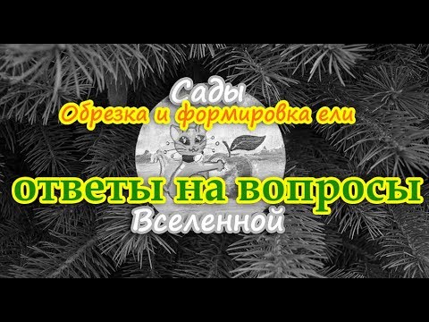 Видео: Александр Петров. Обрезка и формировка ели. Ответы на вопросы пользователей