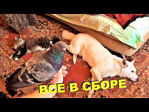 Видео: ВСЕ ЖИВОТНЫЕ В КОМНАТЕ 3 (голуби, ворона, кошки и собаки)