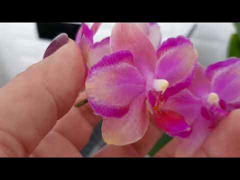 Видео: Цветение тёмно-розовых и разноцветных орхидей, март 2022г.