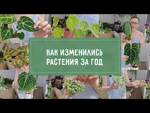 Видео: Как выросли мои РАСТЕНИЯ за 1 ГОД