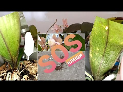 Видео: Клещи на Орхидеях/подробная обработка/ИЛИ НЕ КЛЕЩИ???  🧐😩