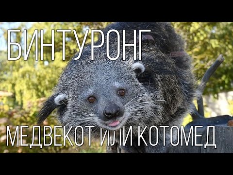 Видео: Бинтуронг: Добрый "кошачий медведь" | Интересные факты про бинтуронга