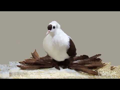 Видео: Породы голубей. Pigeon breeds