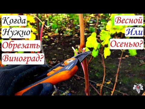 Видео: Когда нужно Обрезать виноград? / Весной или Осенью? / Почему я так думаю!