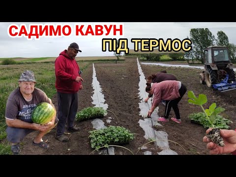 Видео: Посадка Кавуна під термос з поливом.