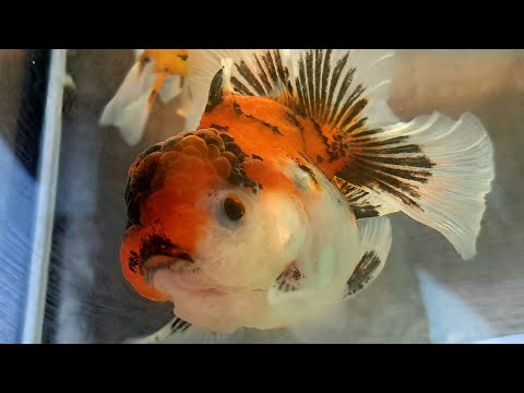 Видео: Неболлшая экскурсия на нашу разводню золотых рыбок