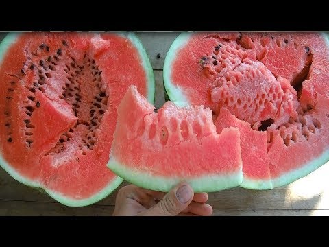 Видео: КАК ВЫРАСТИТЬ АРБУЗ - ГИГАНТ В СУРОВОМ КЛИМАТЕ