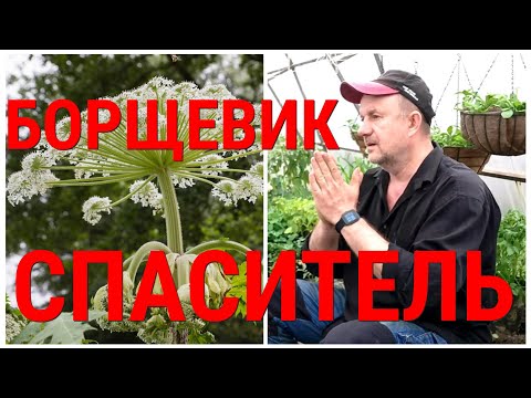 Видео: Борщевик нас спасёт от истощения наших земель! Принцип умножения плодородия, заложенный природой