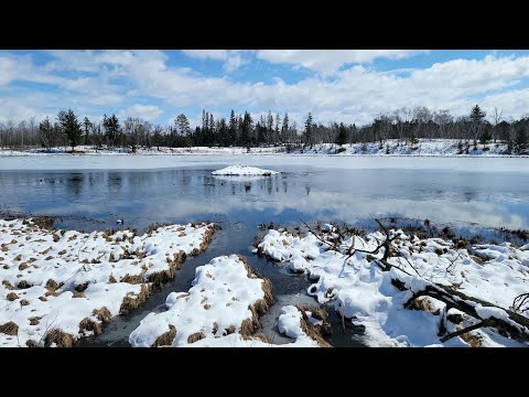 Видео: Этот прекрасный пруд был полон бобров! 8 уловов