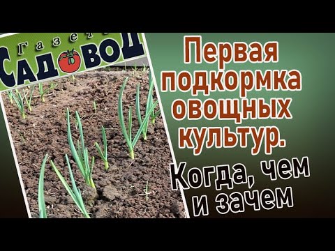 Видео: Первая подкормка овощных культур. Когда, чем и зачем