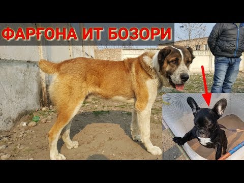 Видео: МАХСУС ФАРҒОНА ИТ ВА ПАРРАНДА БОЗОРИ