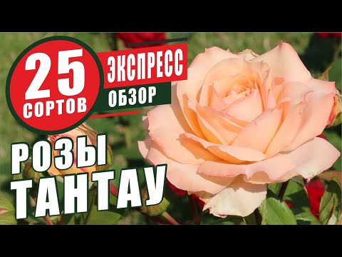 Видео: РОЗЫ ТАНТАУ. ЭКСПРЕСС-ОБЗОР 25 СОРТОВ. TANTAU ROSES. EXPRESS REVIEW 25 VARIETIES.