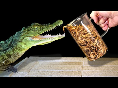 Видео: СМОЖЕТ ЛИ КРОКОДИЛ СЬЕСТЬ 1000 ЛИЧИНОК ЗОФОБАСА?