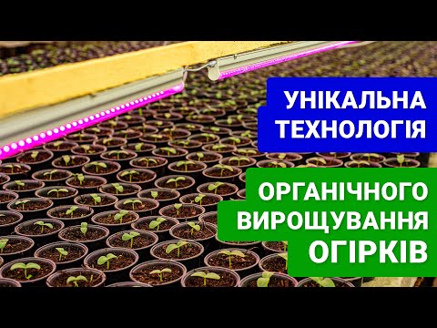 Видео: Унікальна технологія органічного вирощування ранніх огірків