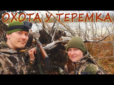 Видео: Дни 45-46. Первая охота у Теремка. Всё озеро в утках. Как выглядит Кикимора болотная?