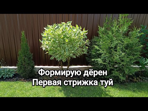 Видео: ФОРМИРУЮ ДЁРЕН(ы), шар на ножках/ первая СТРИЖКА ТУЙ (Брабант).