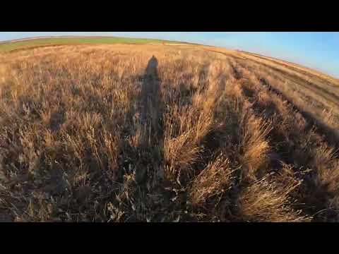 Видео: Охота с Русскими гончими на зайца 2025 26г № 4