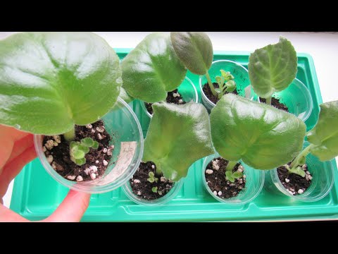 Видео: Если Укорененный Лист Фиалки Не Дает Деток/ Решение Есть!