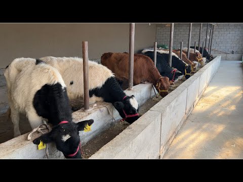 Видео: Yangi Arzonchi Chiqdi ❄️ Narlarni Qulatvordi 💥12 ноября 2025 г.