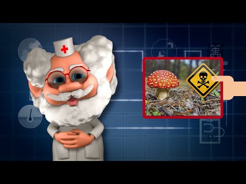 Видео: Світ Грибів: Користь та Небезпека. Програма з Лікаром Лікарчуком!