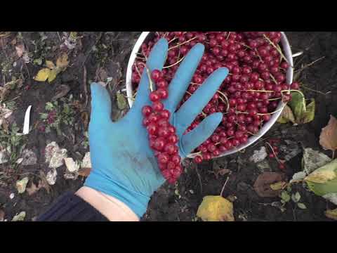 Видео: Уникальные черная и красная смородины ЭБОНИ И РОВАДА