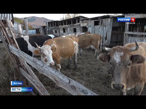 Видео: Владельцы нескольких подворий в Бограде отказываются отдавать скот