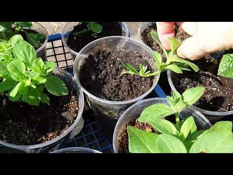 Видео: Черенки петунии в августе.