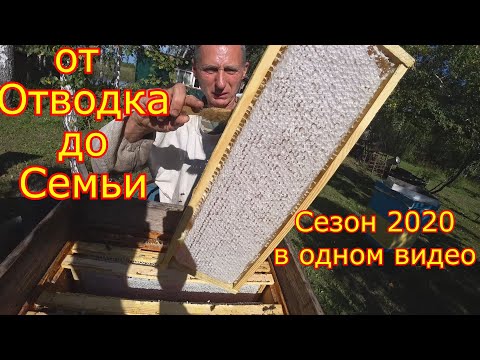 Видео: От Отводка до Пчелосемьи. Сезон 2020 в одном видео!
