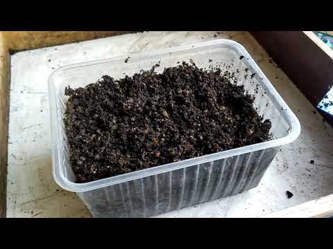 Видео: Влияние Температуры на рост Червя