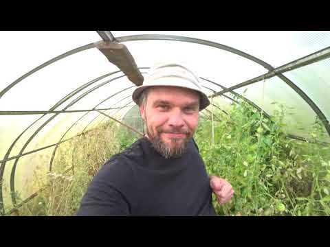 Видео: ЧТО ЗА ДИВО ВЫРОСЛО НА НАШЕМ ОГОРОДЕ.Как определить зрелость подсолнуха.Аномалия с деревьями