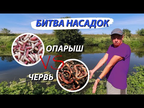 Видео: Рыбалка на два фидера. Эксперимент с насадками! В составе корма или нет. Опарыш против червя!