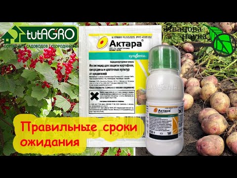Видео: Сколько реально ждать, если обрабатывали растения чем-то когда-то. Когда уже можно собирать урожай.
