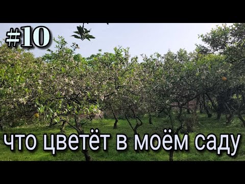 Видео: #10 Дом в Грузии. Цветение сада