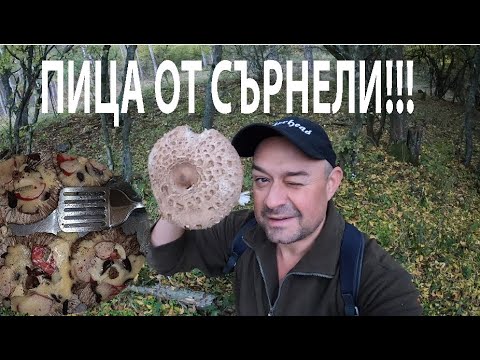 Видео: ПИЦА ОТ СЪРНЕЛИ Parasol Mushroom Pizza MACROLEPIOTA #mushroom #forage #wildmushrooms #nature