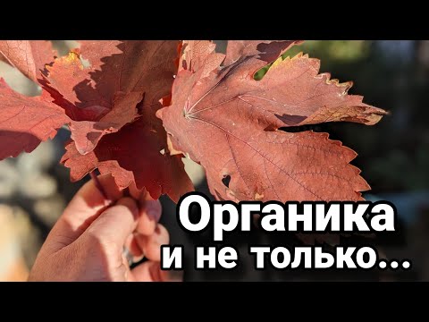 Видео: Опавшие листья винограда в утиль? Я поступаю с ними вот как то так.. 😀👍🍇