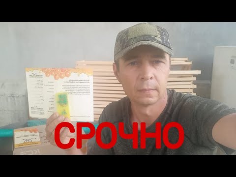 Видео: Срочно, Бакфаст за 30000 рублей