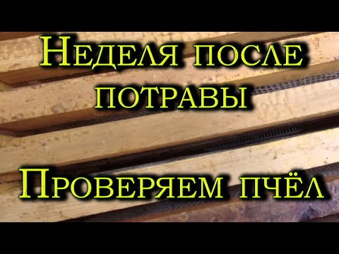 Видео: Проверяем пчёл после потравы