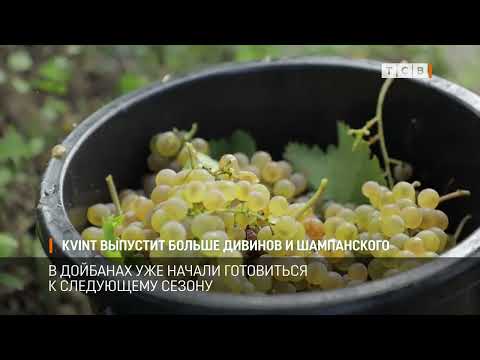 Видео: KVINT выпустит больше дивинов и шампанского