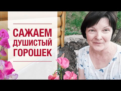 Видео: Как сажать душистый горошек. Простые правила красивого сада