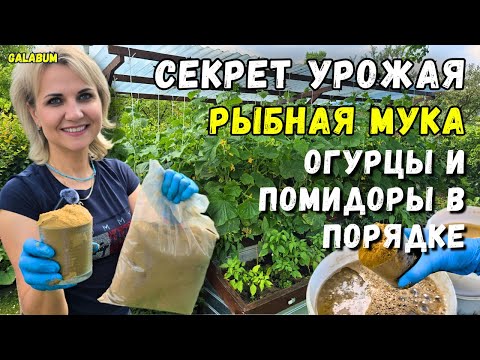 Видео: ГОТОВЛЮ ПОДКОРМКУ ИЗ РЫБНОЙ МУКИ / Рецепт Подкормки — Мои Огурцы Растут как Сумасшедшие. @GALABUM