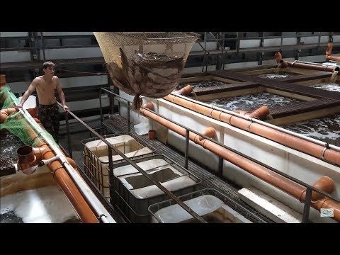 Видео: Африканский сом. Плотность рыбы при выращивании - до 633,8 кГ/м3. Отгрузка.