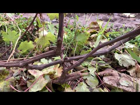 Видео: Виноград.Как будем спасать кусты?