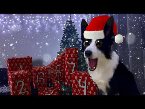 Видео: Я СДЕЛАЛА АДВЕНТ-КАЛЕНДАРЬ  ДЛЯ  СОБАКИ 😳