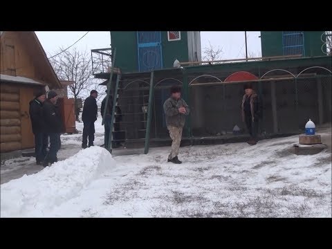 Видео: Кировоградские Голуби! Питомник Донич Н.А.