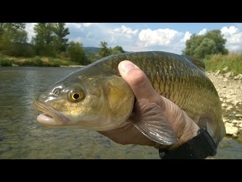 Видео: Един незабравим риболов. Гигантски кефали