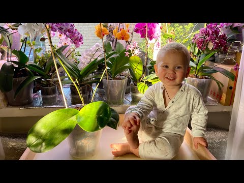 Видео: Пересадка орхидеи Vivaldi/ Новая орхидея на канале/ Бюджетная кора🪵